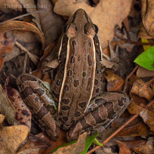 Southern Leopard Frog