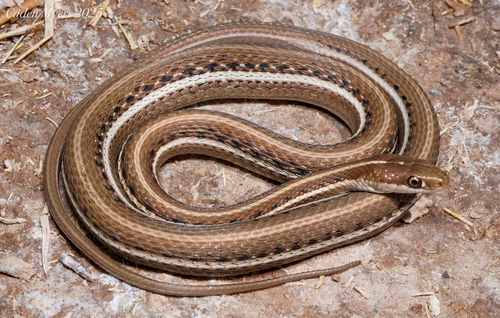 Western Ribbon Snake