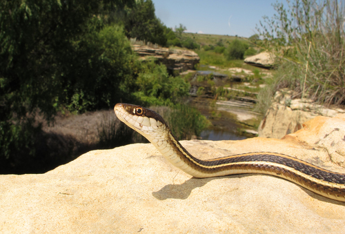 Western Ribbon Snake