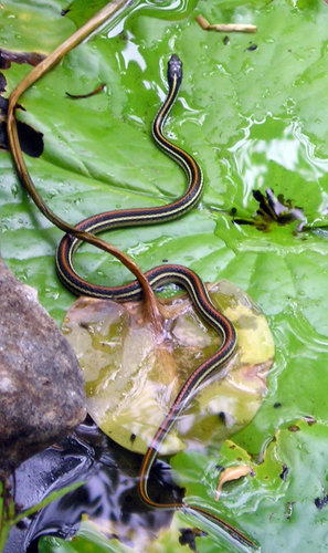 Western Ribbon Snake