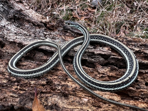Western Ribbon Snake