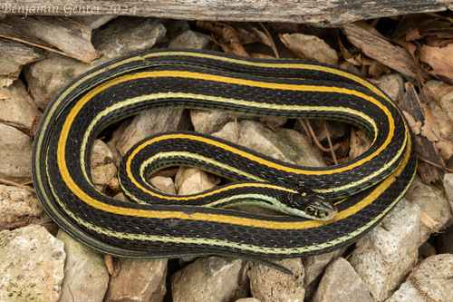 Western Ribbon Snake
