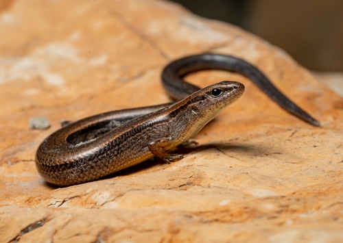 Little Brown Skink