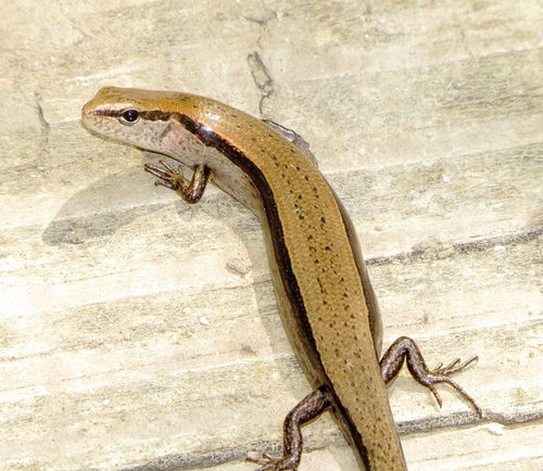 Little Brown Skink