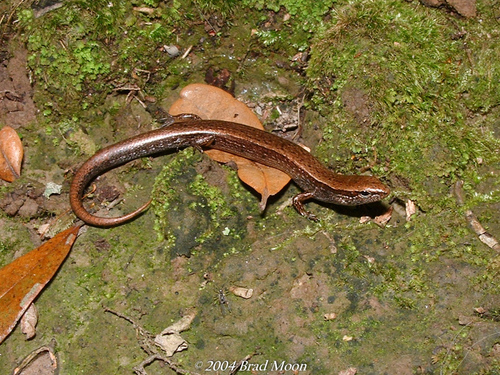 Little Brown Skink