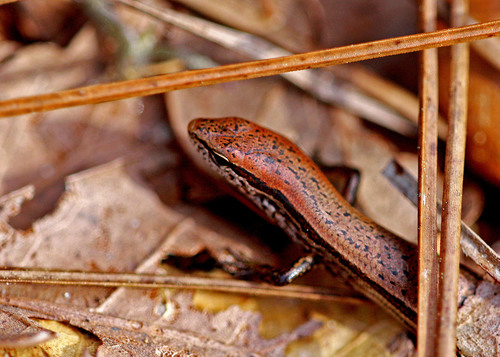 Little Brown Skink