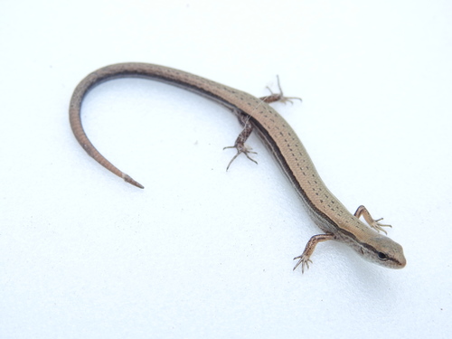Little Brown Skink