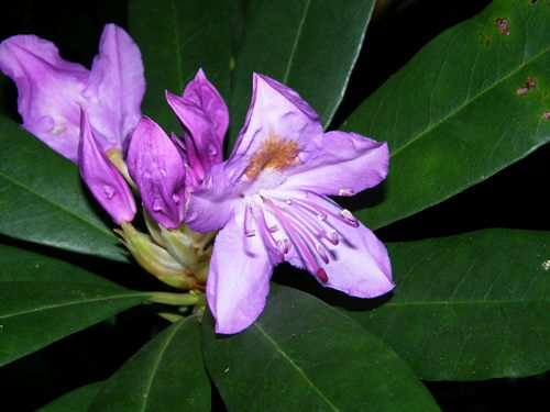 Pontic Rhododendron