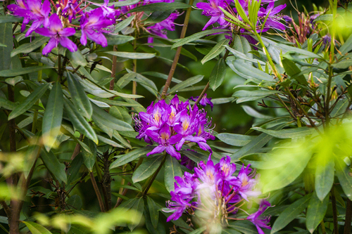 Pontic Rhododendron