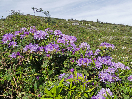 Pontic Rhododendron