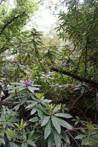 Pontic Rhododendron