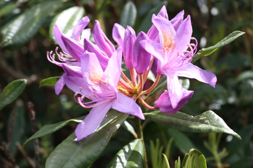 Pontic Rhododendron