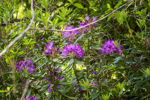 Pontic Rhododendron