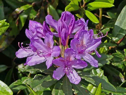 Pontic Rhododendron