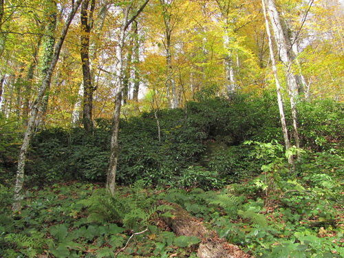 Pontic Rhododendron