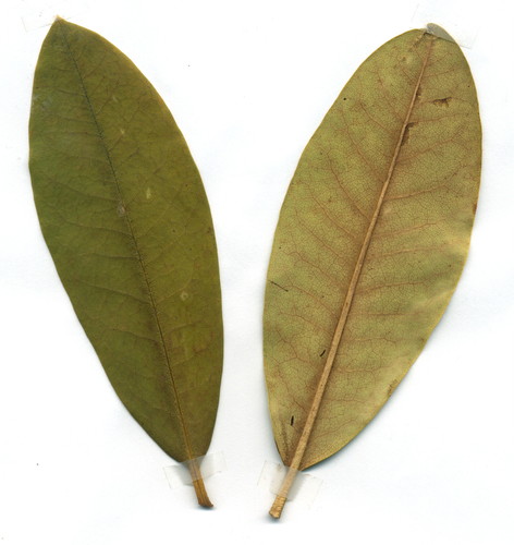 Pontic Rhododendron