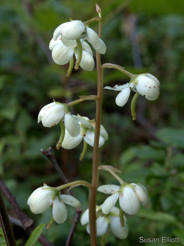American wintergreen