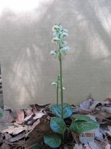 American wintergreen