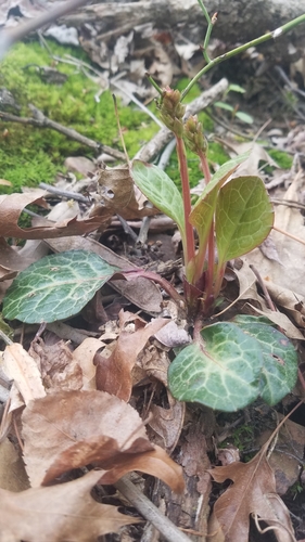 American wintergreen