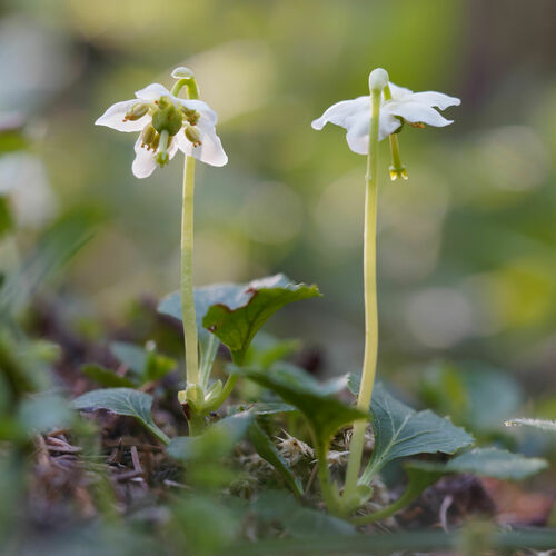One-flowered Wintergreen