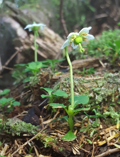 One-flowered Wintergreen