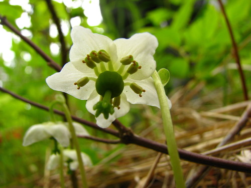 One-flowered Wintergreen