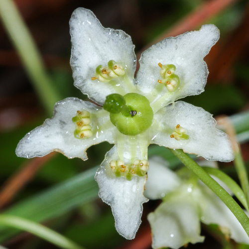 One-flowered Wintergreen