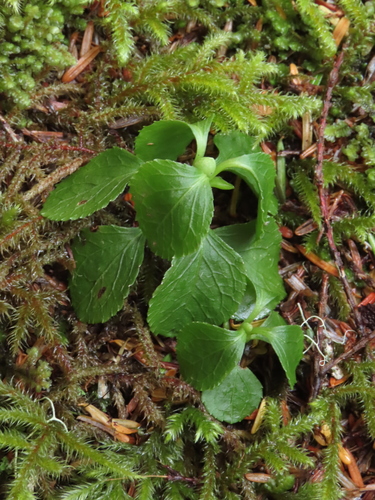 One-flowered Wintergreen