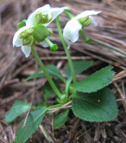 One-flowered Wintergreen