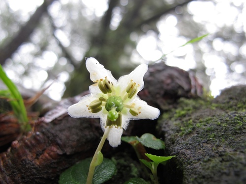 One-flowered Wintergreen