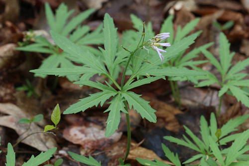 cut-leaved toothwort