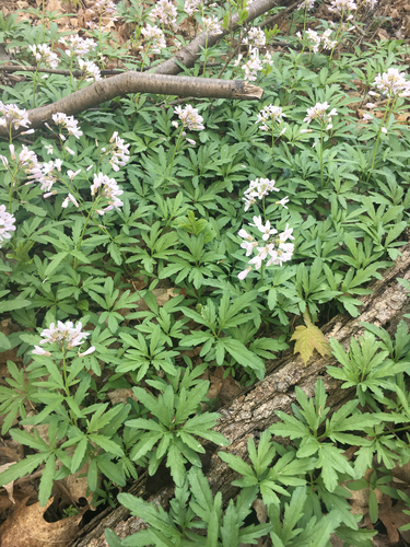 cut-leaved toothwort