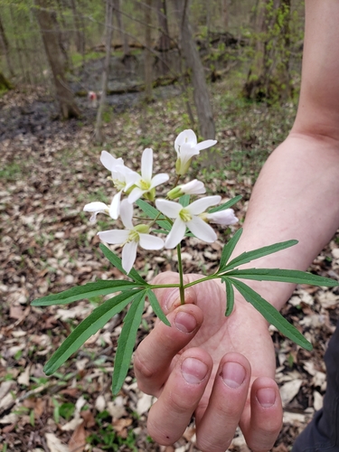cut-leaved toothwort