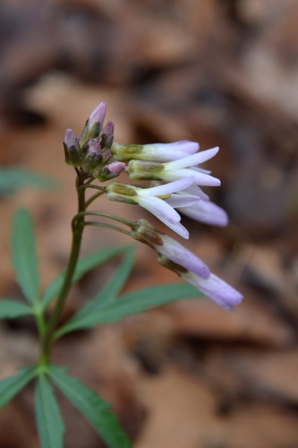 cut-leaved toothwort