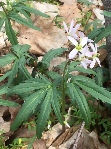 cut-leaved toothwort