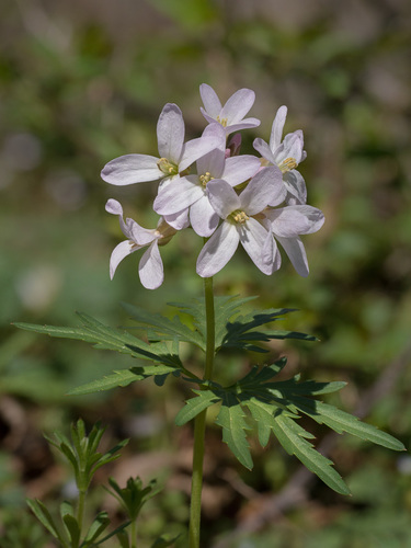 cut-leaved toothwort