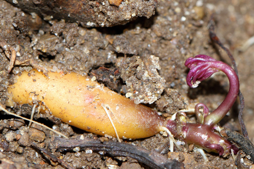 cut-leaved toothwort
