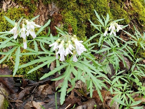 cut-leaved toothwort