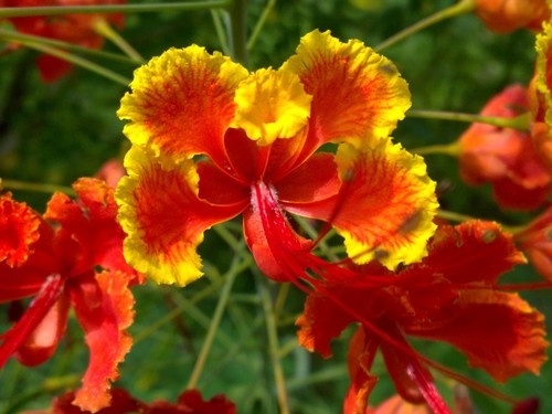peacock flower