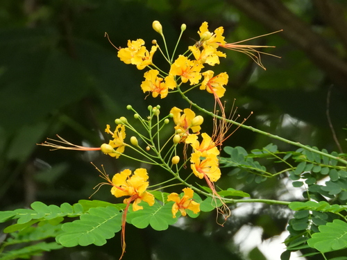 peacock flower