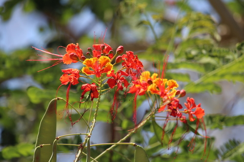 peacock flower