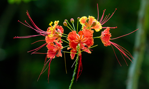 peacock flower