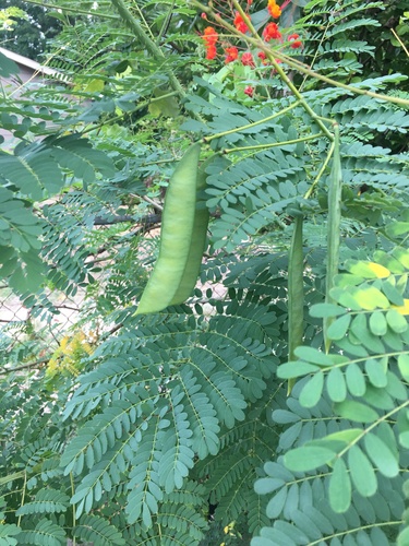 peacock flower