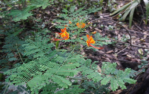peacock flower