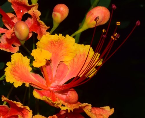 peacock flower