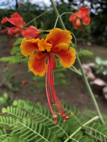 peacock flower
