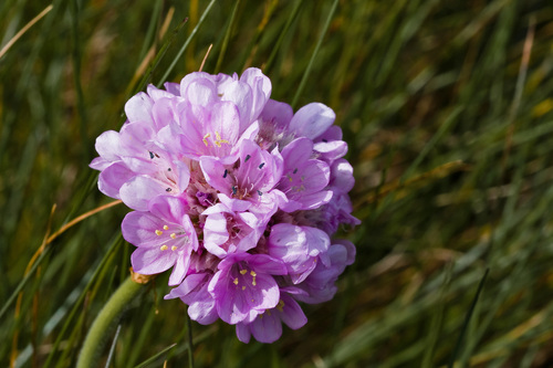 Sea Thrift