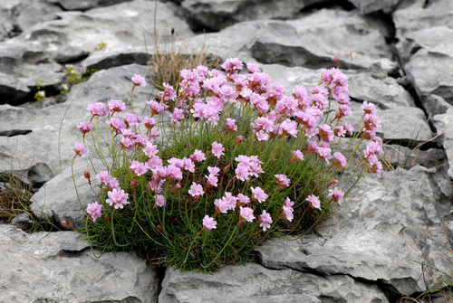 Sea Thrift