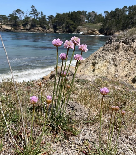 Sea Thrift