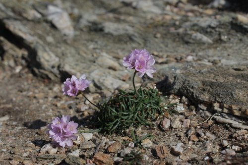 Sea Thrift